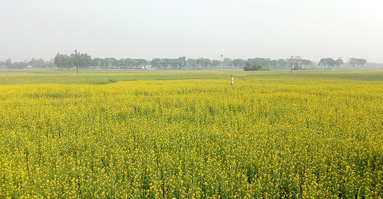 সরিষা উৎপাদনে টাঙ্গাইল দেশের বৃহত্তম দ্ব